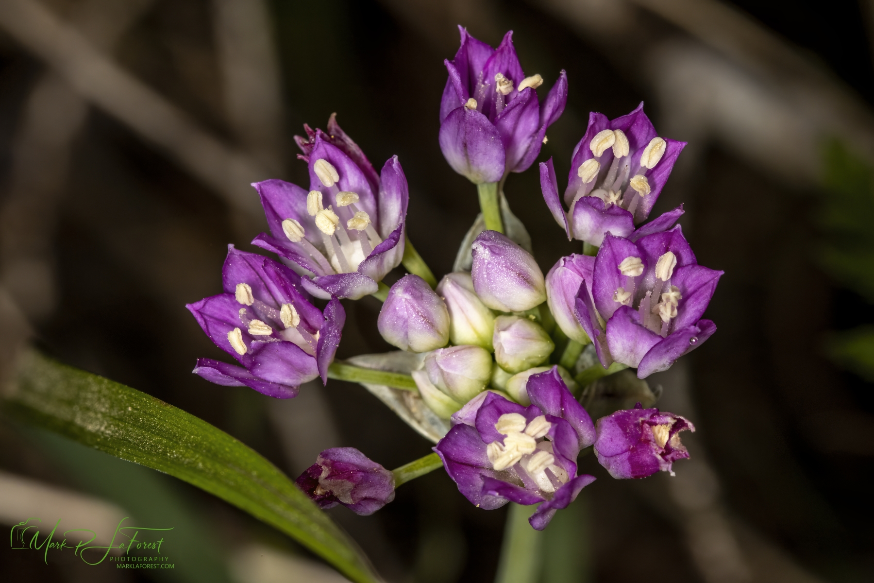 Prairie Onion, Austin, Texas